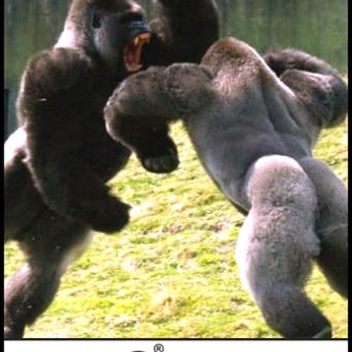 Cover mixed by Bes - Neuropunk.ru pt.8